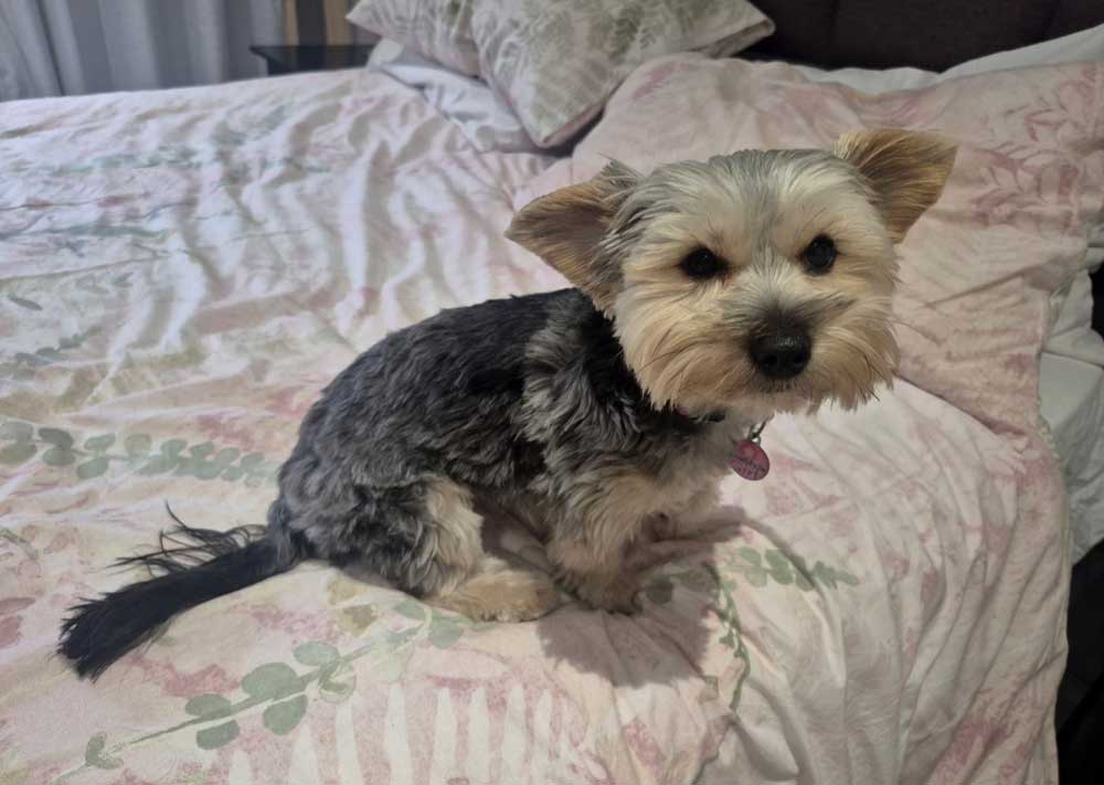 ADOPTED | Sophie Yorkshire Terrier | SDA2601 Elite Companion 4 Sophie Yorkshire Terrier available for adoption in Gauteng