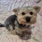 Female Yorkshire Terrier in Gauteng