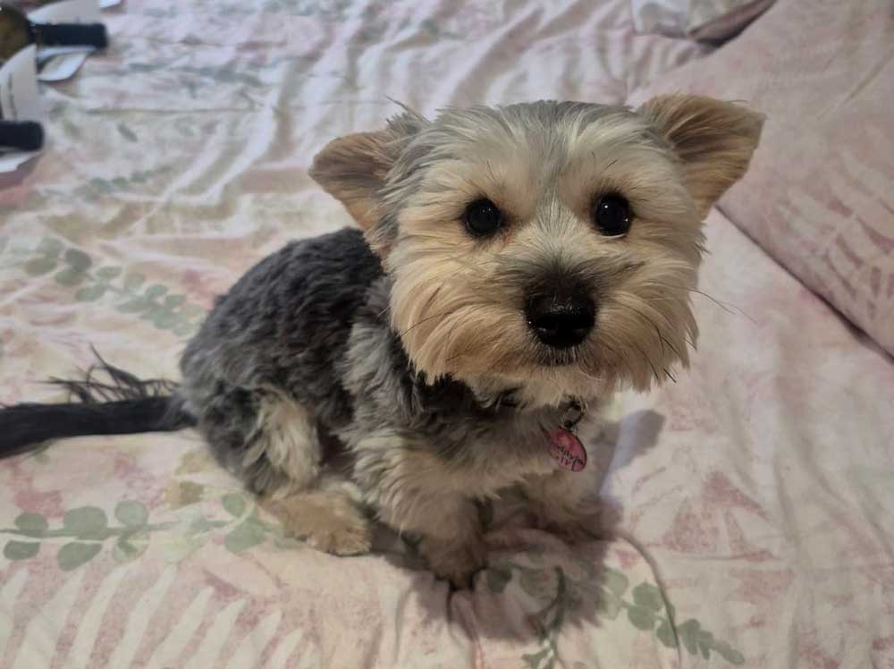 Rehoming Review Sophie | Yorkshire Terrier