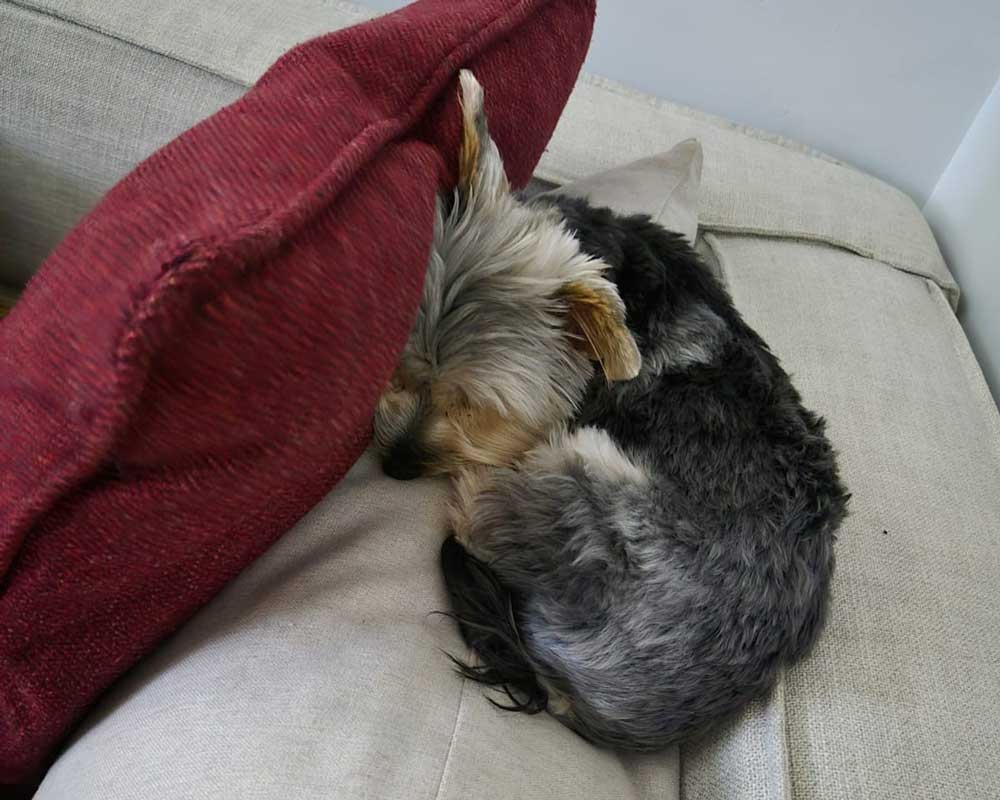 ADOPTED | Sophie Yorkshire Terrier | SDA2601 Elite Companion 6 Small Yorkshire Terrier for adoption