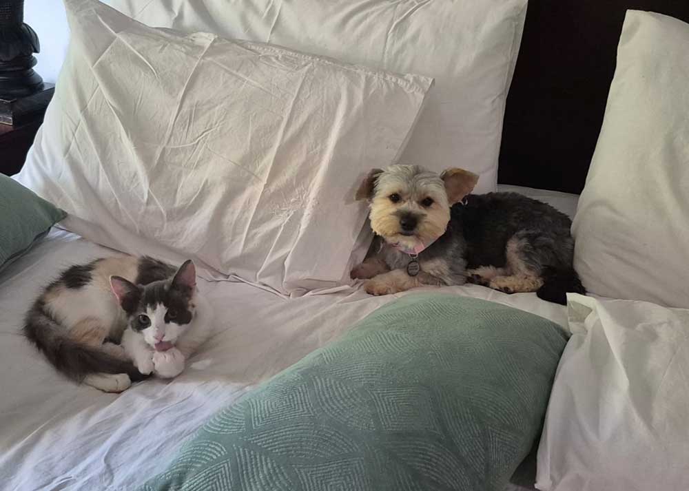 ADOPTED | Sophie Yorkshire Terrier | SDA2601 Elite Companion 7 Cat friendly Yorkie female ready for adoption