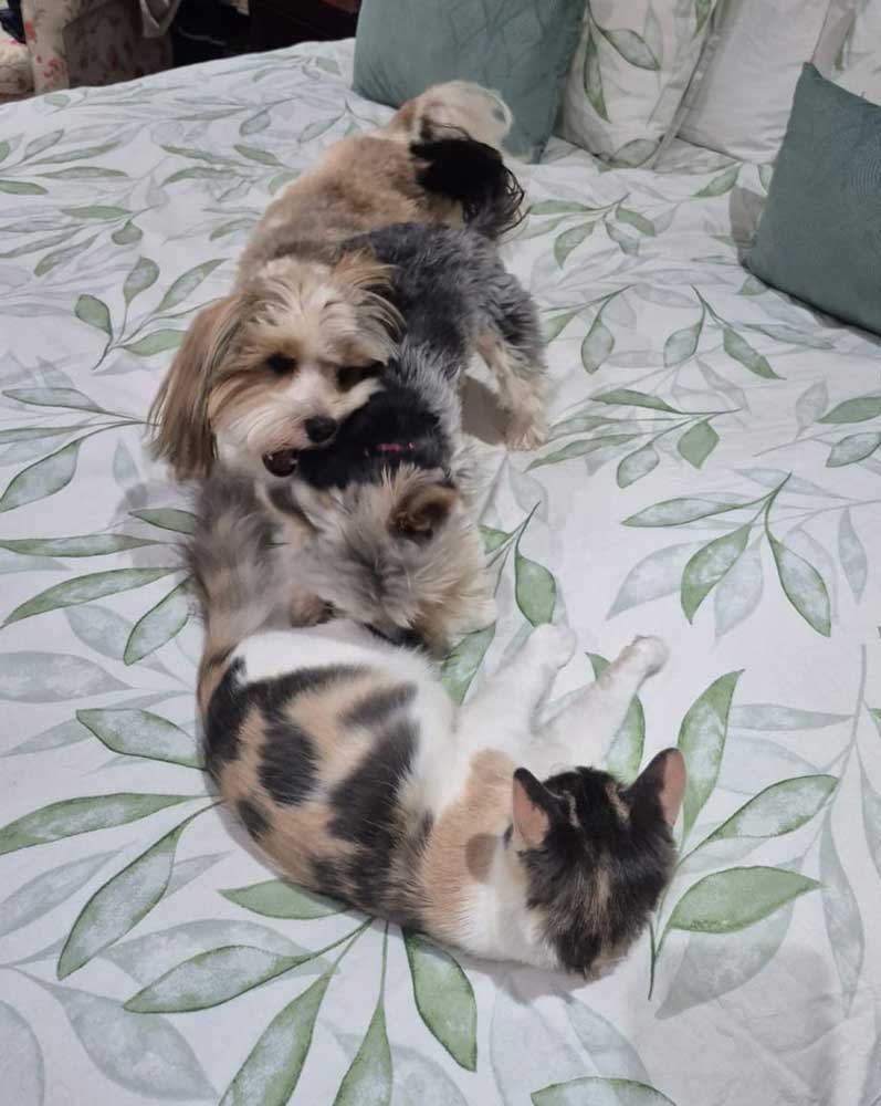 ADOPTED | Sophie Yorkshire Terrier | SDA2601 Elite Companion 8 well socialized female Yorkshire Terrier to adopt
