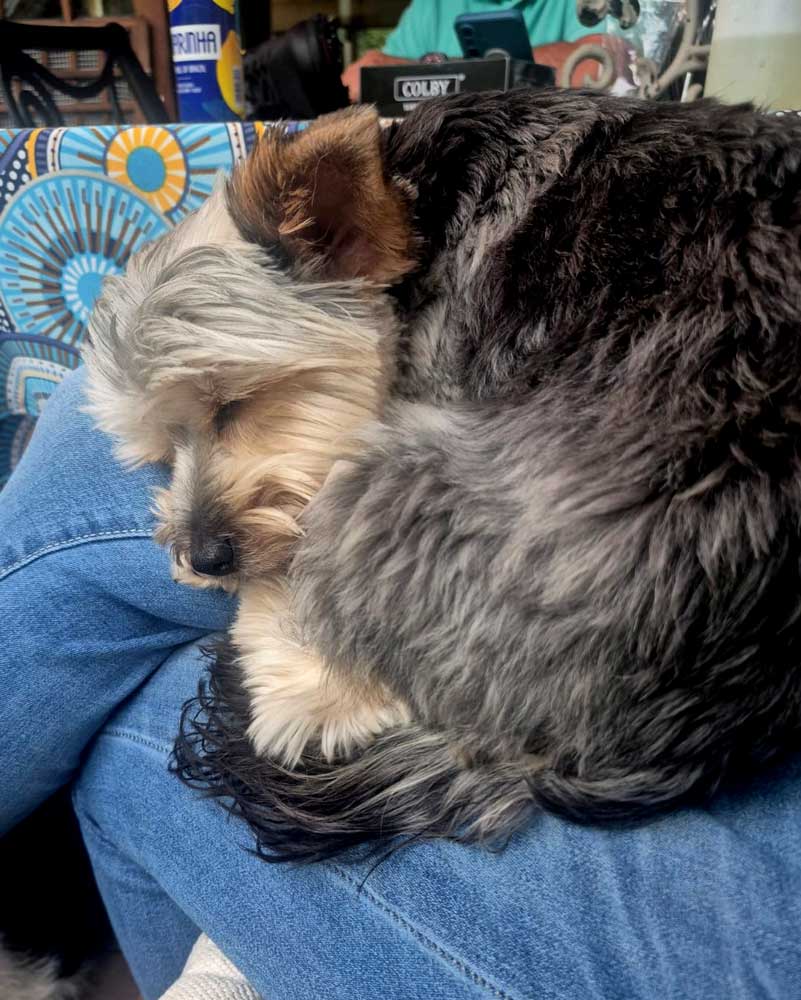 ADOPTED | Sophie Yorkshire Terrier | SDA2601 Elite Companion 10 lapdog yorkie female