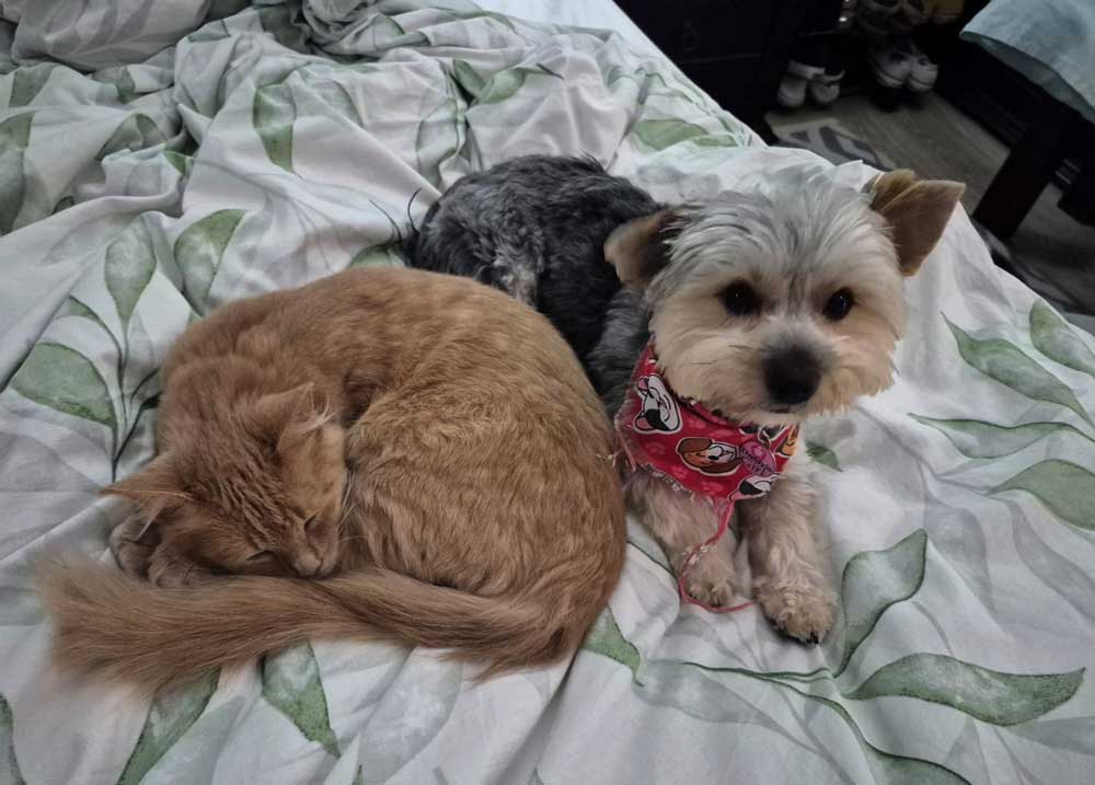 ADOPTED | Sophie Yorkshire Terrier | SDA2601 Elite Companion 3 Adopt Sophie Yorkshire Terrier - Small Dog Adoptions South Africa