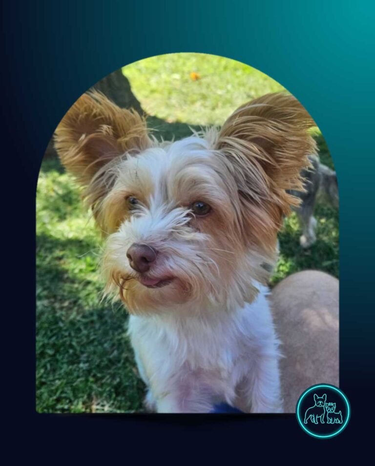 Adopt Bailey Biewer Yorkshire Terrier