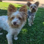 No Time For Your Dog? A Loving, Guilt-Free Guide to Rehoming 6 Adopt Bailey and Loki