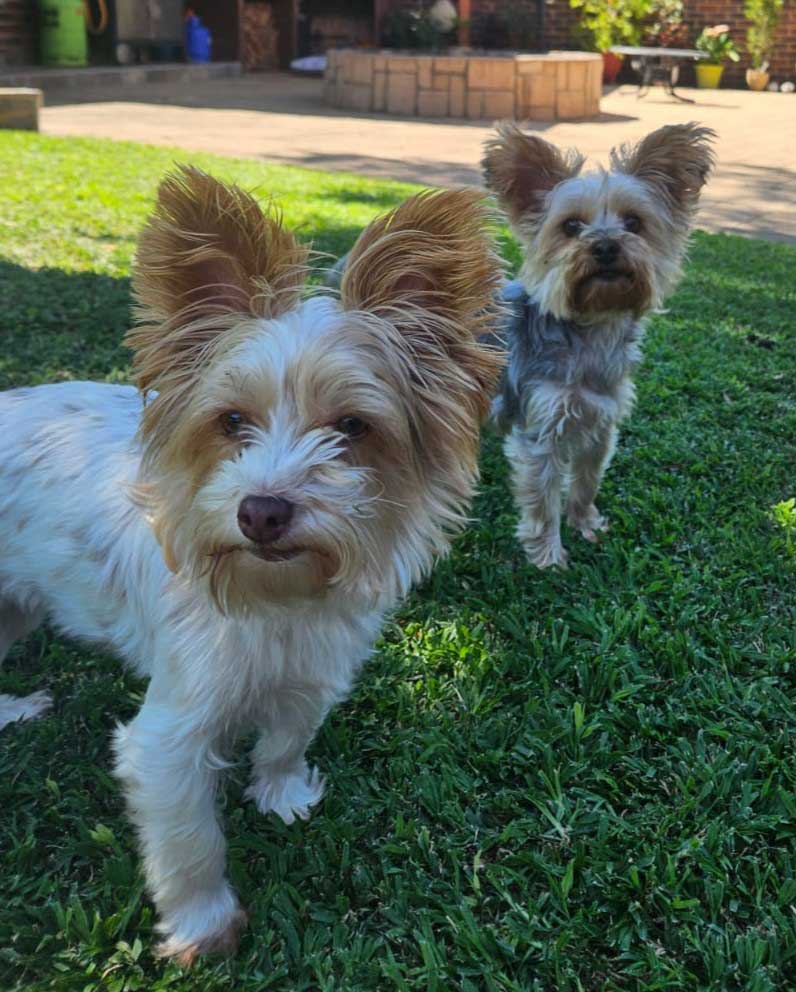 ADOPTED | Loki Yorkshire Terrier | SDA2603 Elite Companion 7 Biewer Terrier siblings Bailey and Loki for adoption South Africa