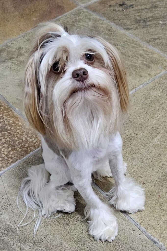 Adopt Biewer Terrier Aero