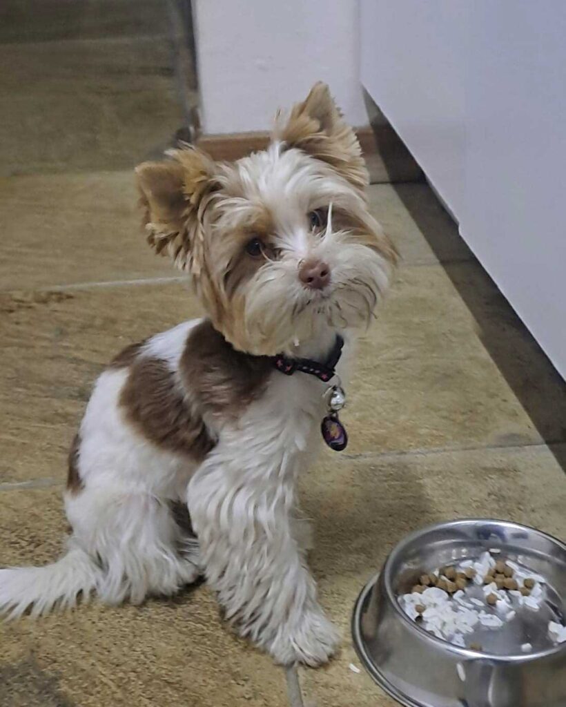 Biro Yorkie South Africa