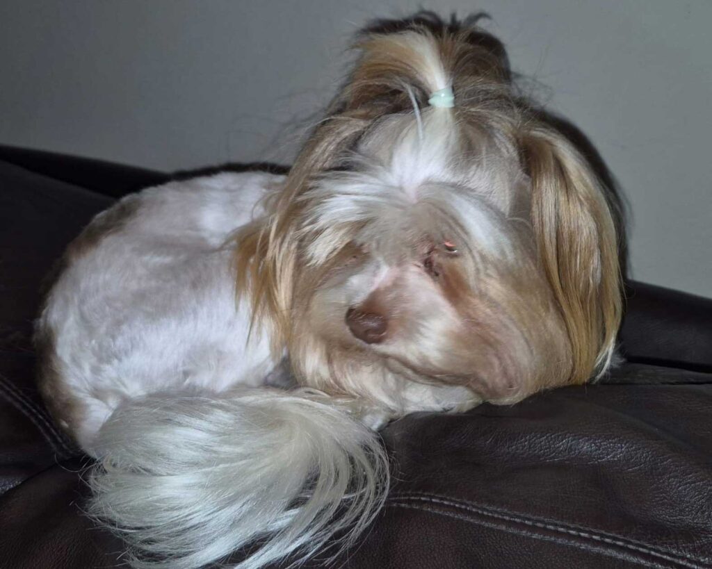 Small 3 year old male Yorkie