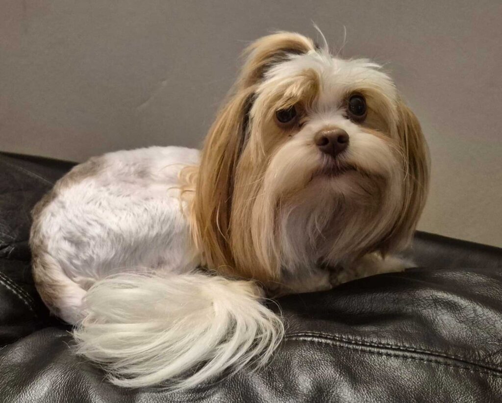 Adopt Biewer Terrier Aero