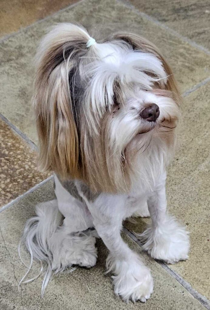 Small Biewer Yorkshire Terrier