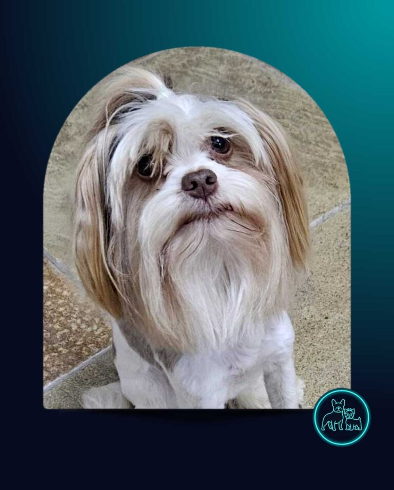 Adopt Biewer Terrier Aero