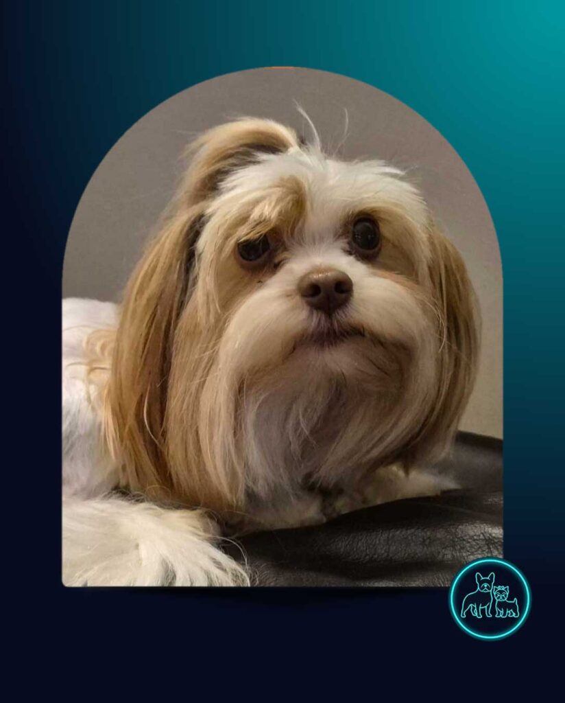 Adopt Biewer Terrier Aero