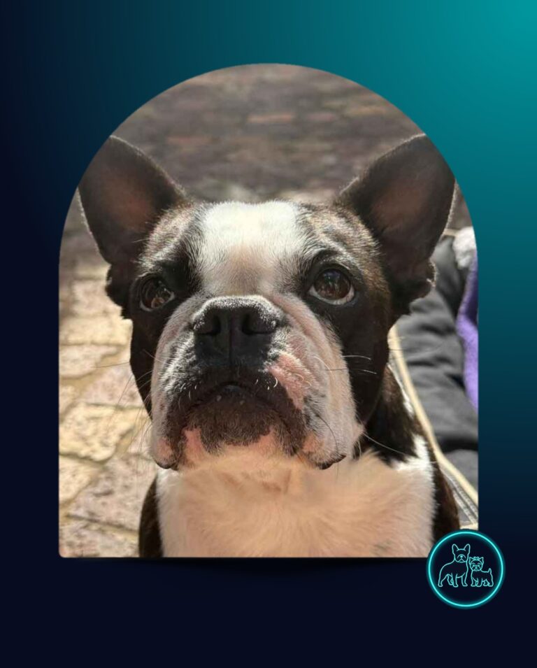 Adopt Boston Terrier Daisy