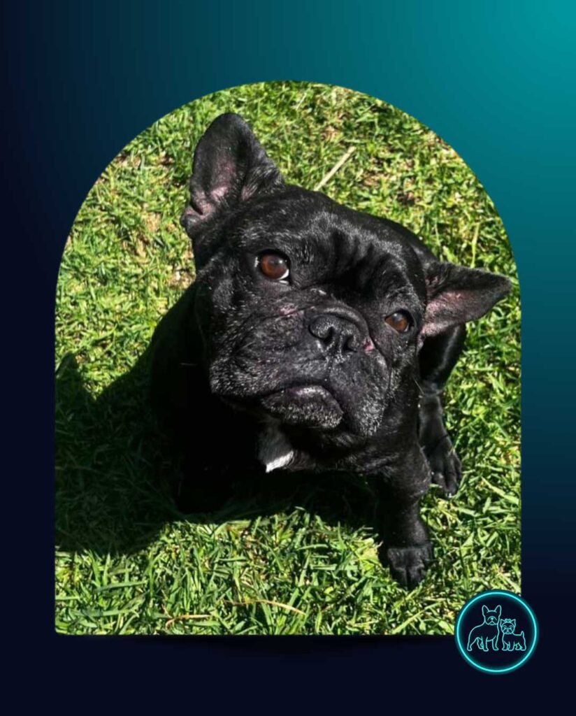 ADOPTED | Potato French Bulldog | SDA2604 Elite Companion 2 Adopt Potato French Bulldog