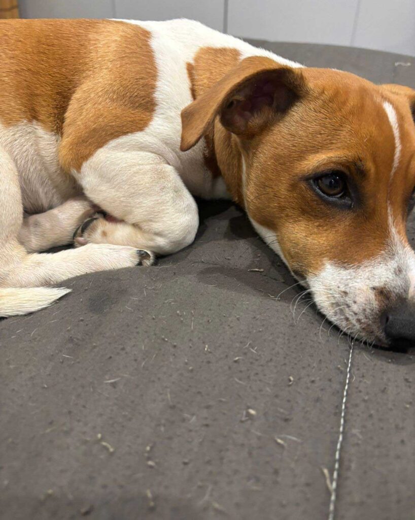 JR Puppy available for adoption