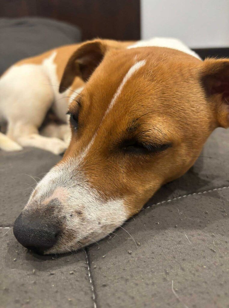 energetic 6 month old Jack Russell Puppy