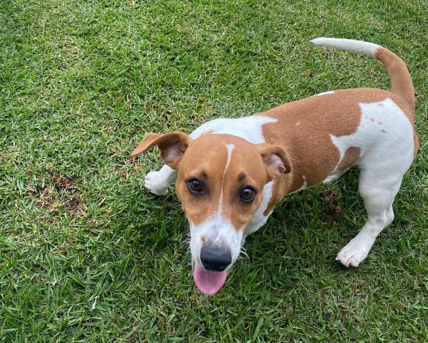 Happy short leg Jack Russell Puppy available for adoption with Small Dog Adoptions & Rehoming