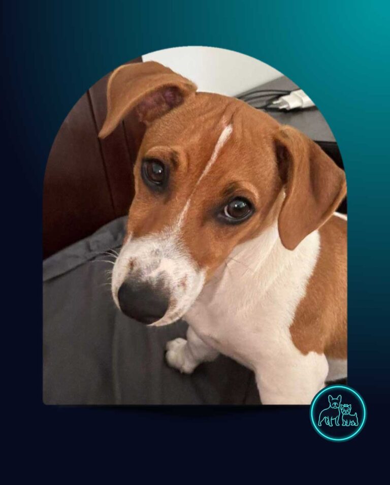 6 month old Jack Russell Puppy Zuma