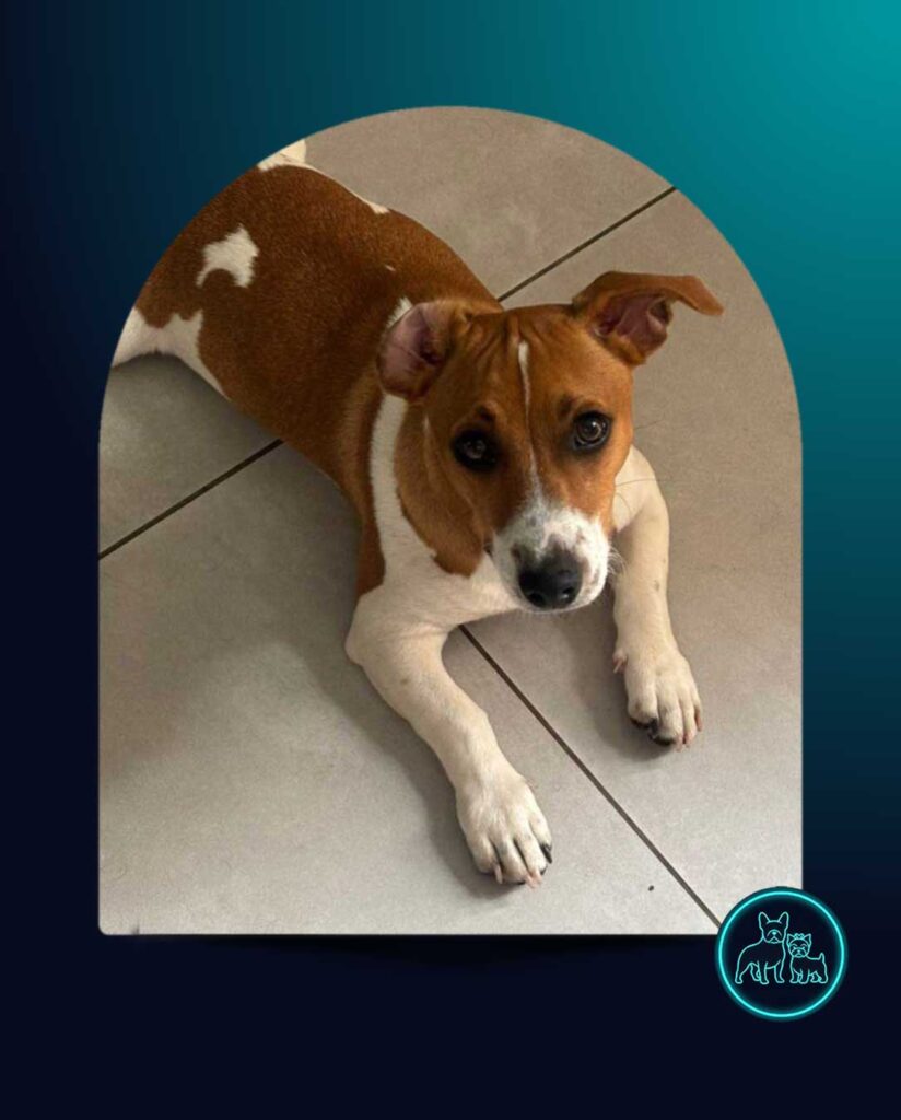 Adopt Jack Russell Puppy Zuma with Small Dog Adoptions and Rehoming