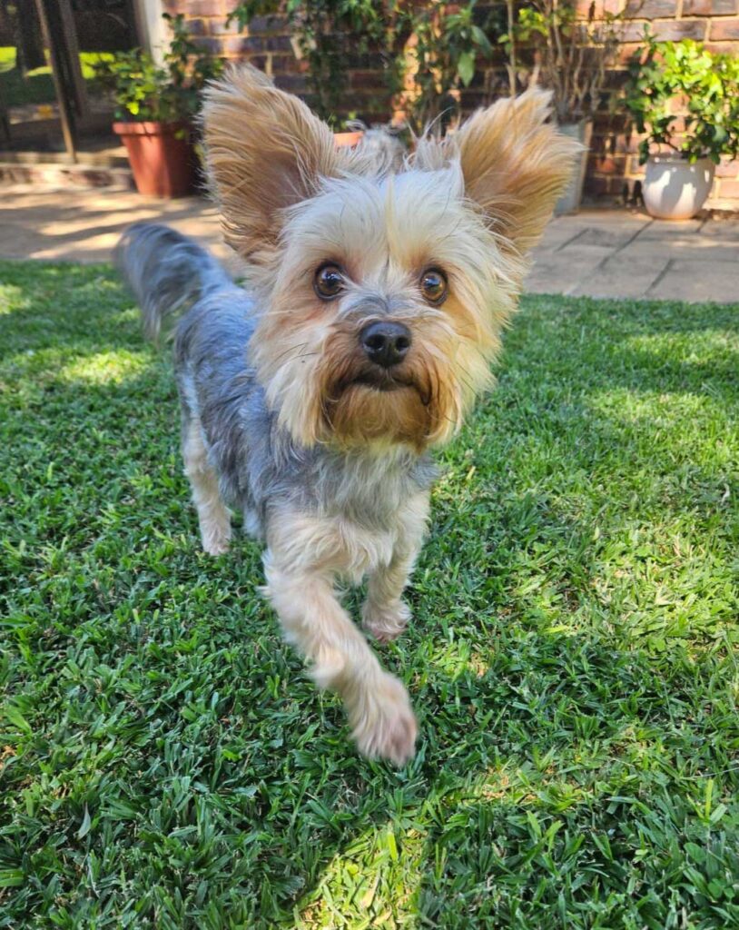 ADOPTED | Loki Yorkshire Terrier | SDA2603 Elite Companion 2 Adopt Loki Yorkshire Terrier