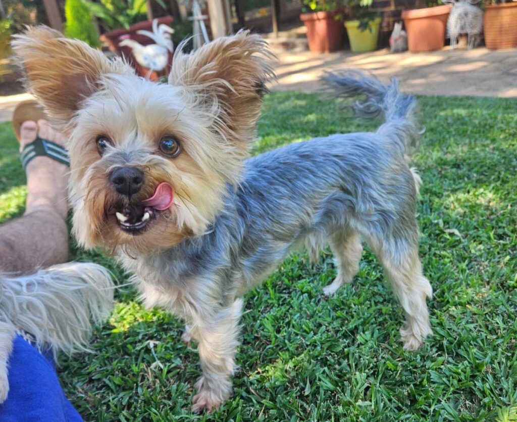 ADOPTED | Loki Yorkshire Terrier | SDA2603 Elite Companion 5 Small Yorkshire Terrier available for adoption
