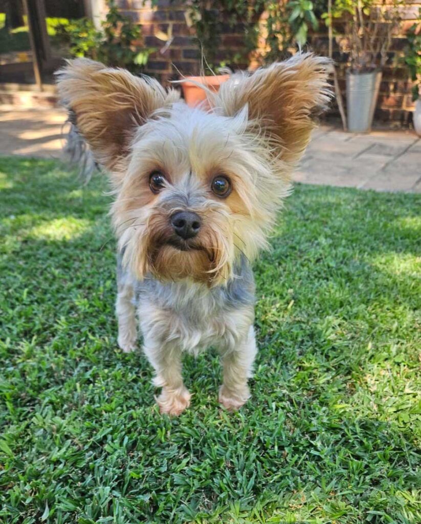 ADOPTED | Loki Yorkshire Terrier | SDA2603 Elite Companion 4 Adopt a Yorkie male from Small Dog Adoptions