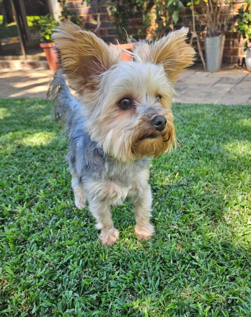 ADOPTED | Loki Yorkshire Terrier | SDA2603 Elite Companion 3 Adopt Loki male Yorkshire Terrier 4
