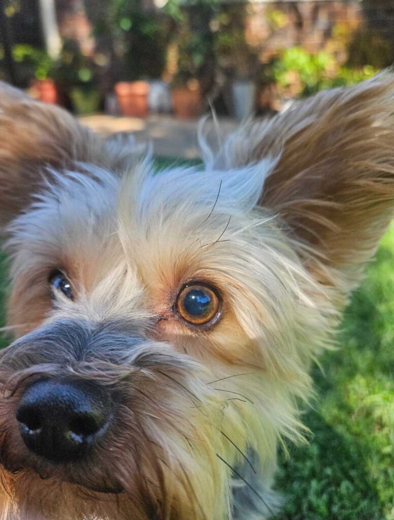 ADOPTED | Loki Yorkshire Terrier | SDA2603 Elite Companion 6 Male Yorkshire Terrier for adoption with Small Dog Adoptions