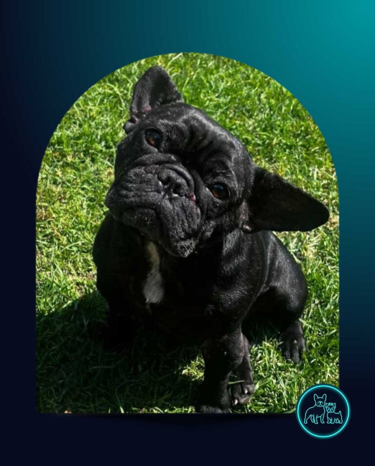 Black female French Bulldog for adoption in Gauteng - Small Dog Adoptions