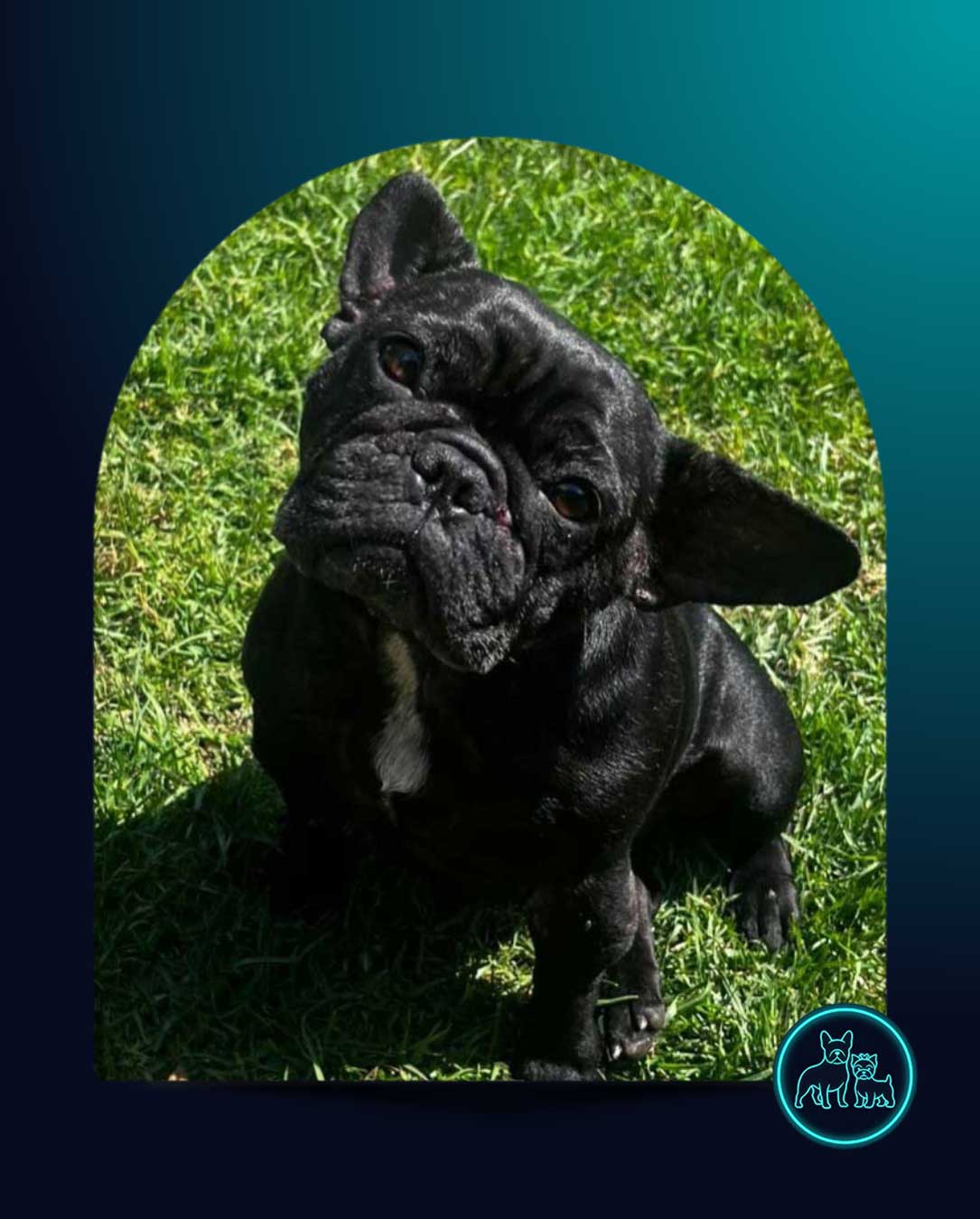 ADOPTED | Potato French Bulldog | SDA2604 Elite Companion 1 Black female French Bulldog for adoption in Gauteng - Small Dog Adoptions