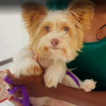 Adopted Yorkshire Terrier Bailey, adopted from Small Dog Adoptions.