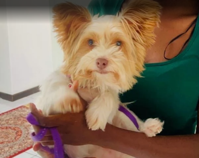 Adopted Yorkshire Terrier Bailey, adopted from Small Dog Adoptions.