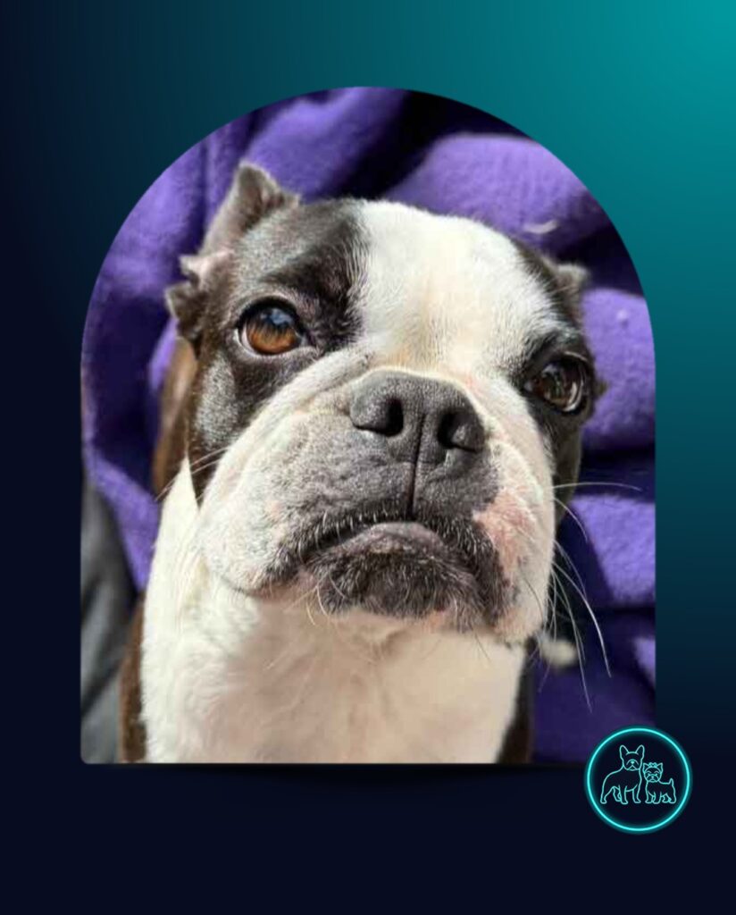 Adopt Boston Terrier Daisy