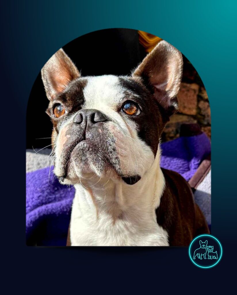 Adopt Boston Terrier Cupid