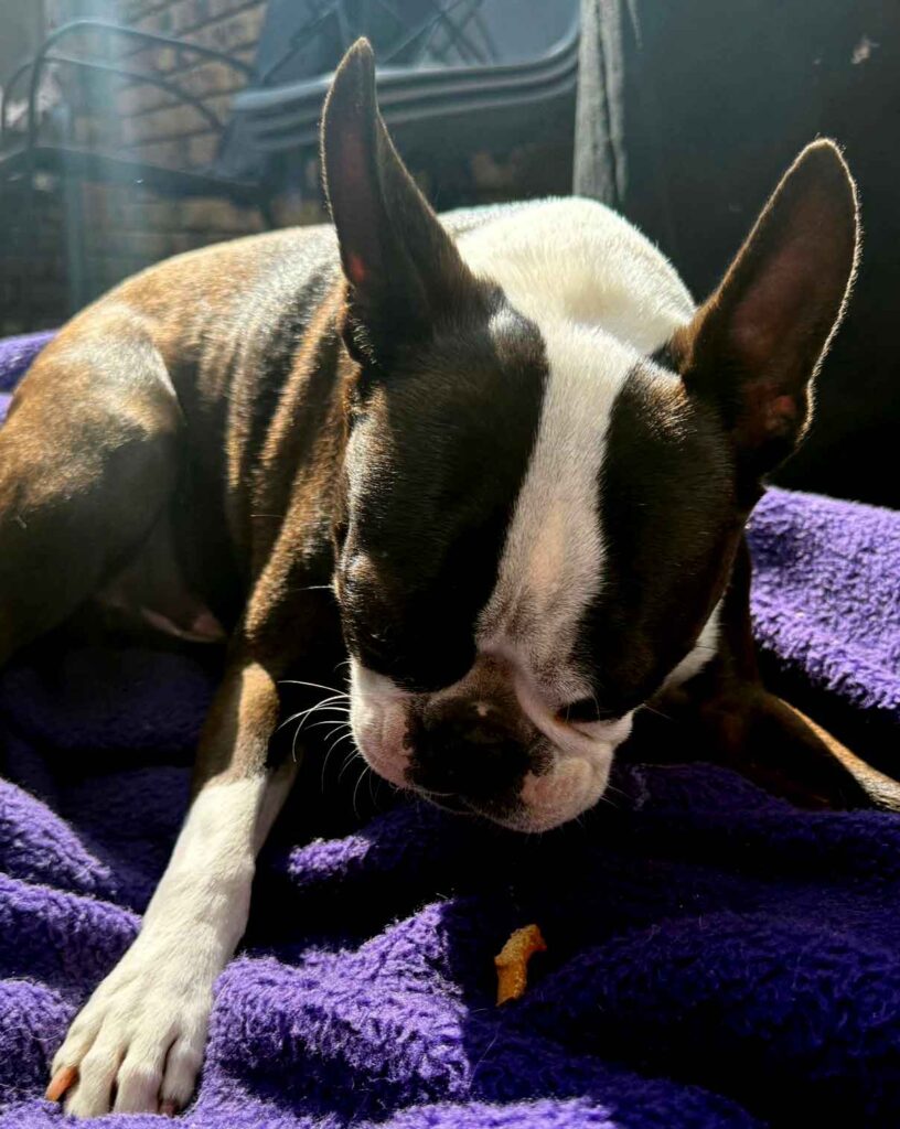 adopt Boston Terrier male Cupid