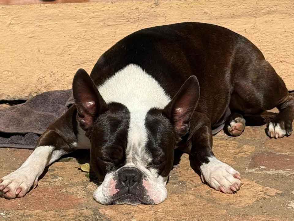 2 year old Boston Terrier male