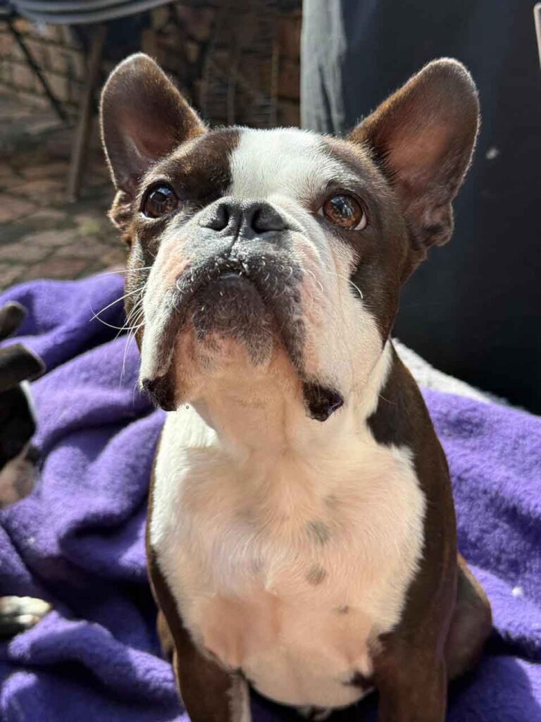 young Boston T available for adoption through Small Dog Adoptions & Rehoming