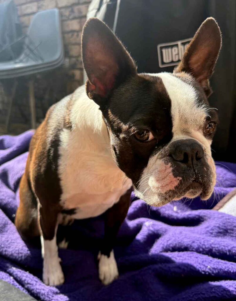 Adopt a Boston Terrier Male