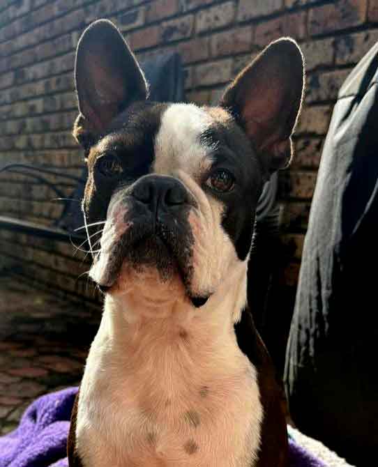male Boston T available to adopt in Gauteng