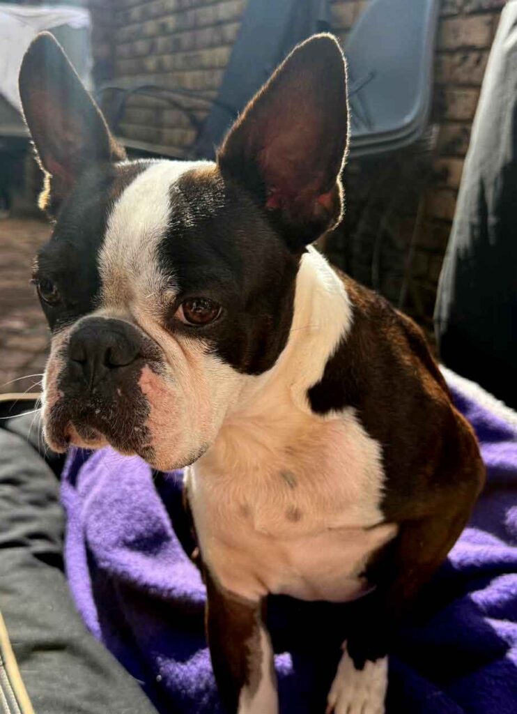 Boston Terrier Adoptions