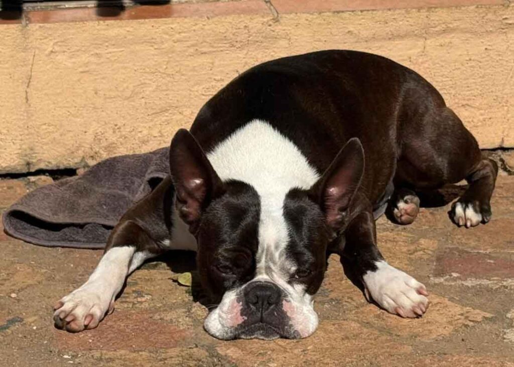 Boston Terrier Adoptions and Rehoming