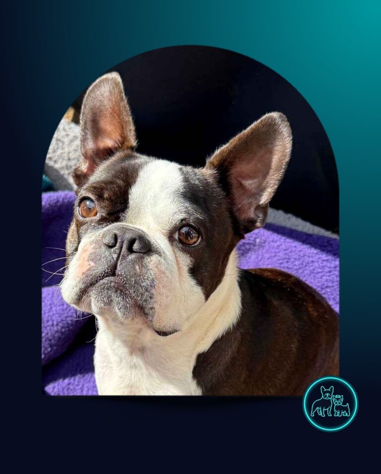 Adopt Boston Terrier Cupid young male from Small Dog Adoptions