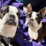 No Time For Your Dog? A Loving, Guilt-Free Guide to Rehoming 5 Cupid and Daisy male and female Boston Terriers 1