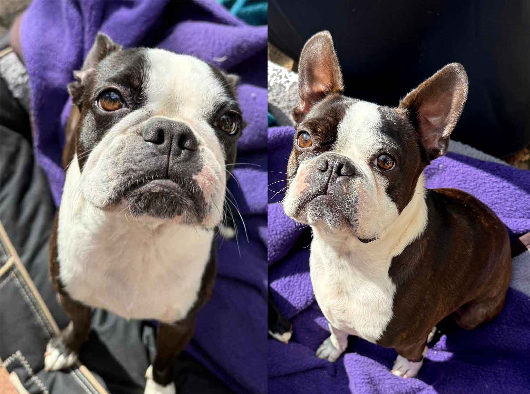 Boston Terrier male and female Cupid and Daisy