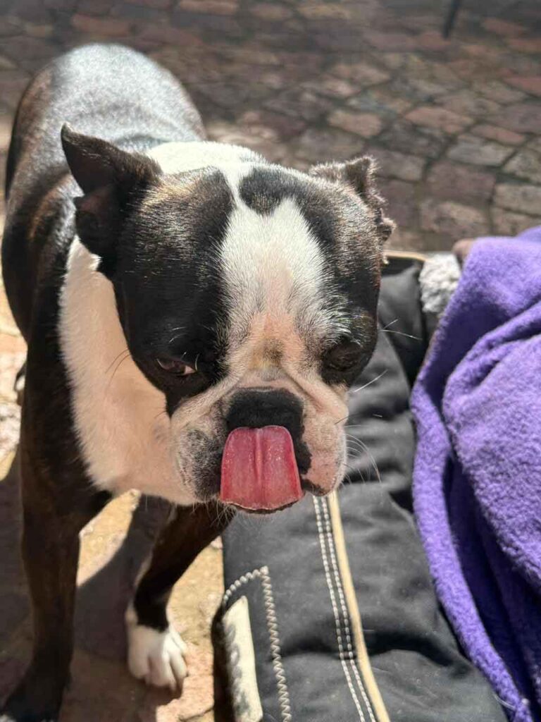 purebred Boston Terrier Female