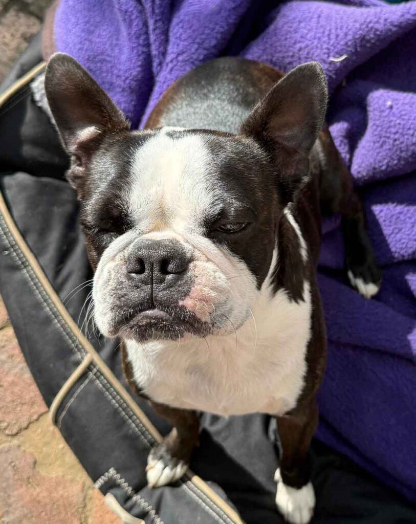 purebred Boston Terrier