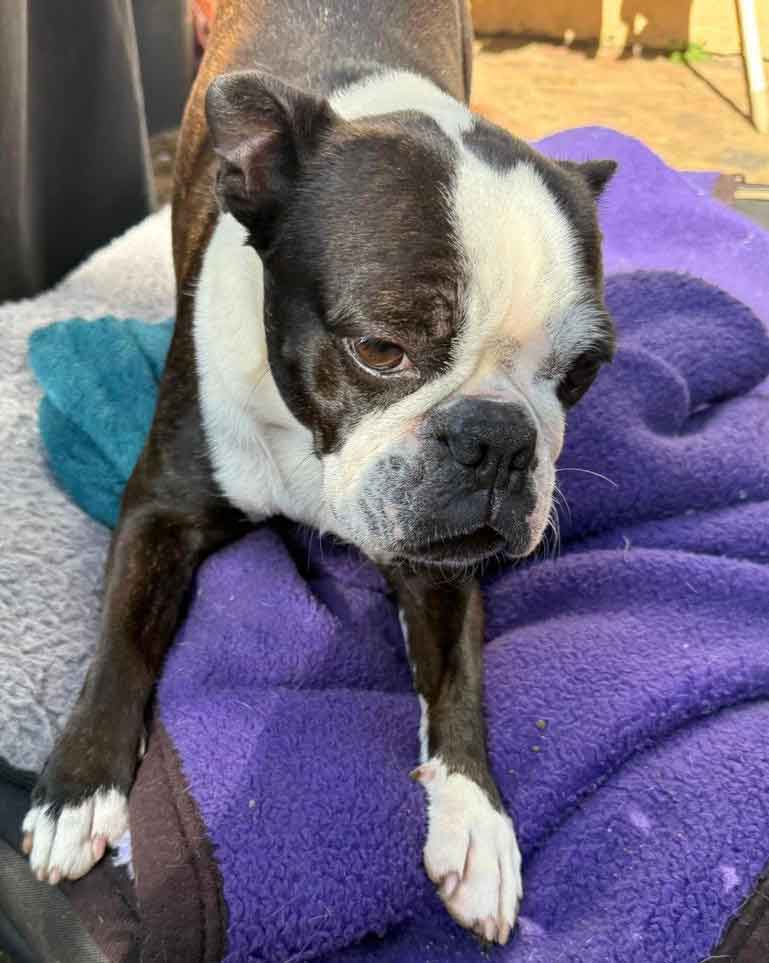 Daisy purebred Boston Terrier Female