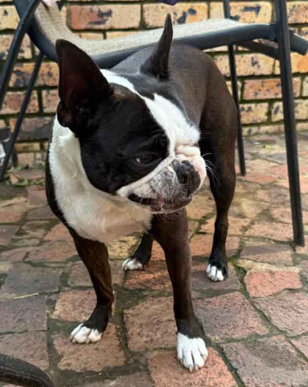 purebred Boston Terrier Female 2 years old, named Daisy